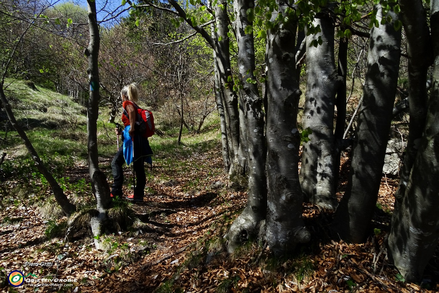 18 Sentiero nel bosco di prevalente faggeta.JPG